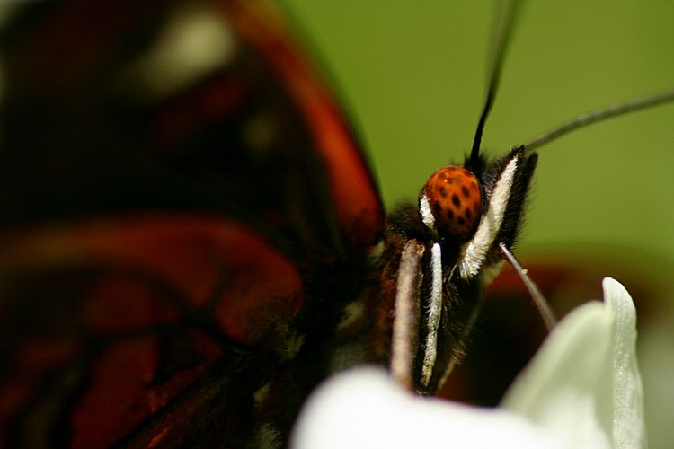 butterfly face